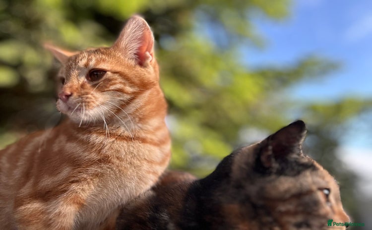Mixed Breed cats - Advert 9