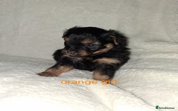 Mixed Breed dogs for sale: Yorkshire Terrier x Pomeranian Puppys - Advert 8