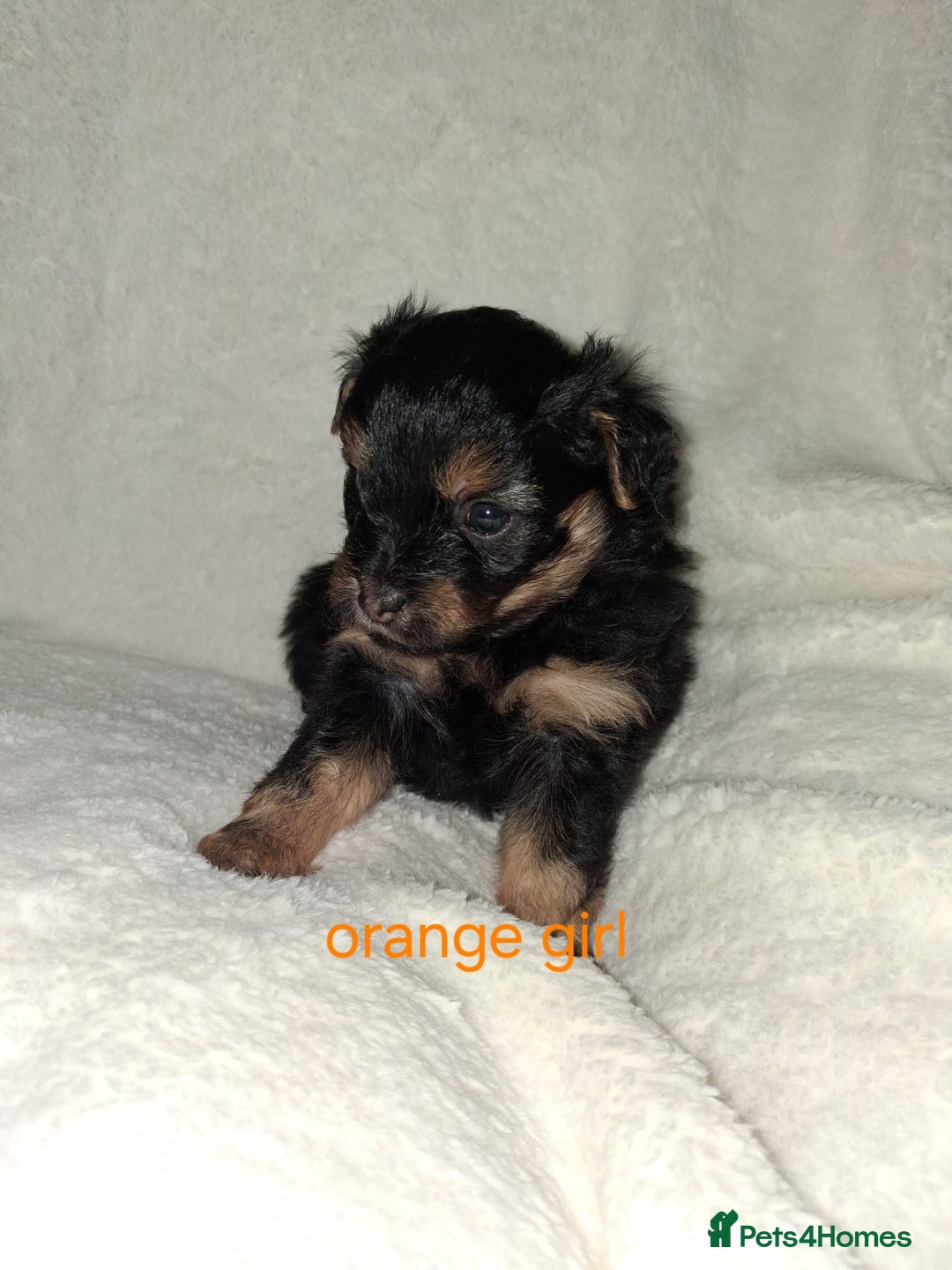 Mixed Breed dogs for sale: Yorkshire Terrier x Pomeranian Puppys - Advert 8