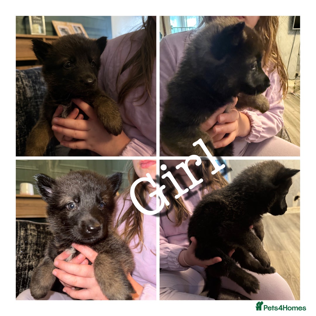 Mixed Breed dogs for sale: (REDUCED 2 LEFT) Stunning Shepkita puppies  - Image 6
