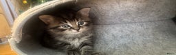 Maine Coon cats for sale: Maine coon cross kitten  - Advert 8