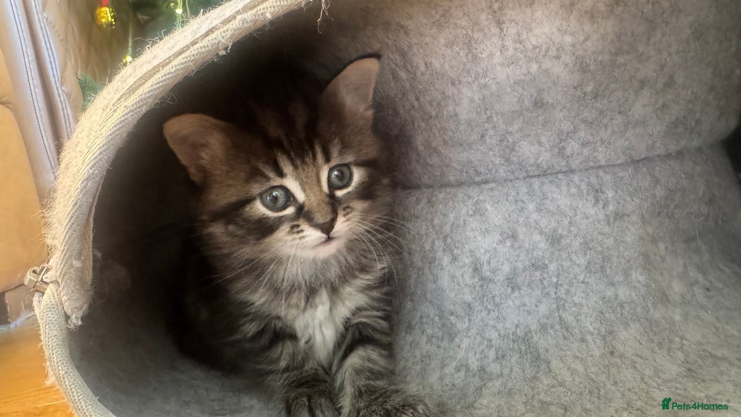 Maine Coon cats for sale: Maine coon cross kitten  - Advert 8
