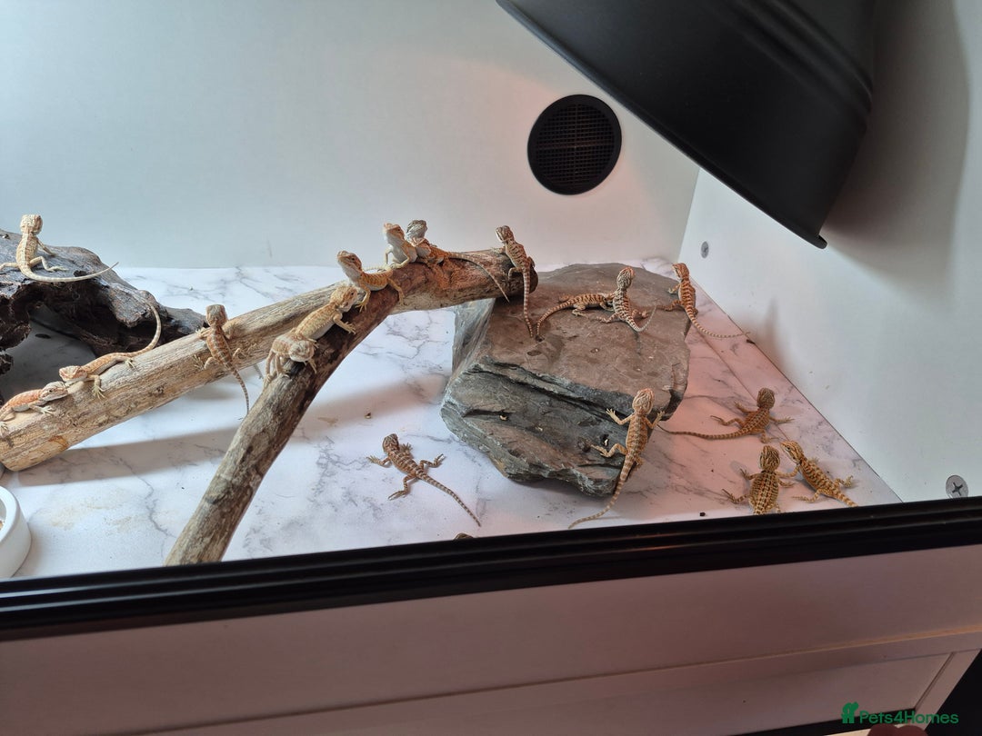 Bearded Dragon reptiles for sale: Bearded dragons  - Image 2