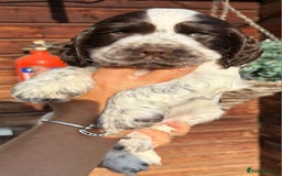 Cocker Spaniel dogs for sale: Show type cocker spaniel puppies  - Image 2