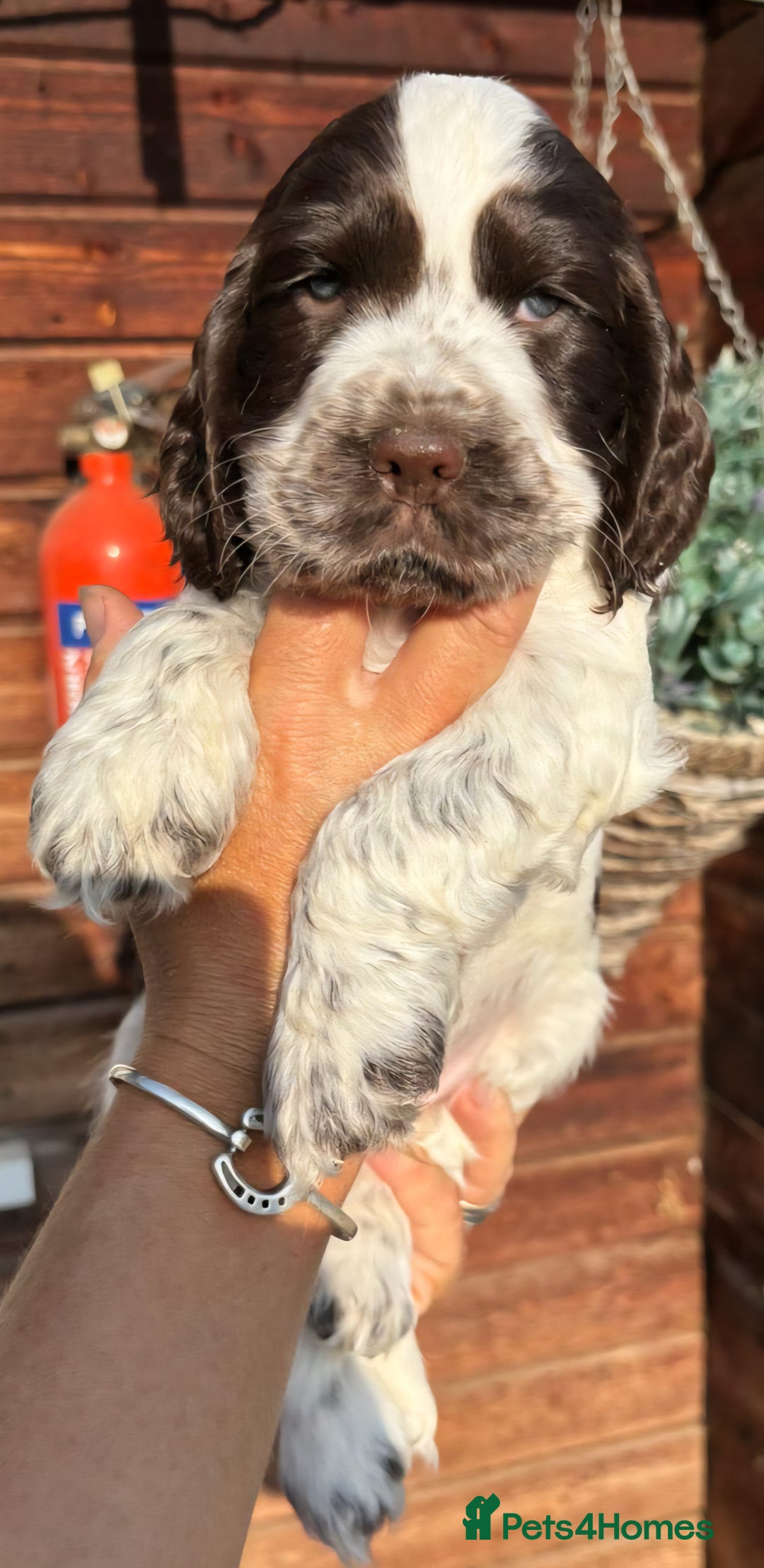 Cocker Spaniel dogs for sale: Show type cocker spaniel puppies  - Image 2