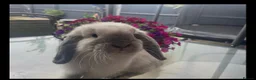 Mini Lop rabbits for sale: Luffy needs a loving home - Advert 2