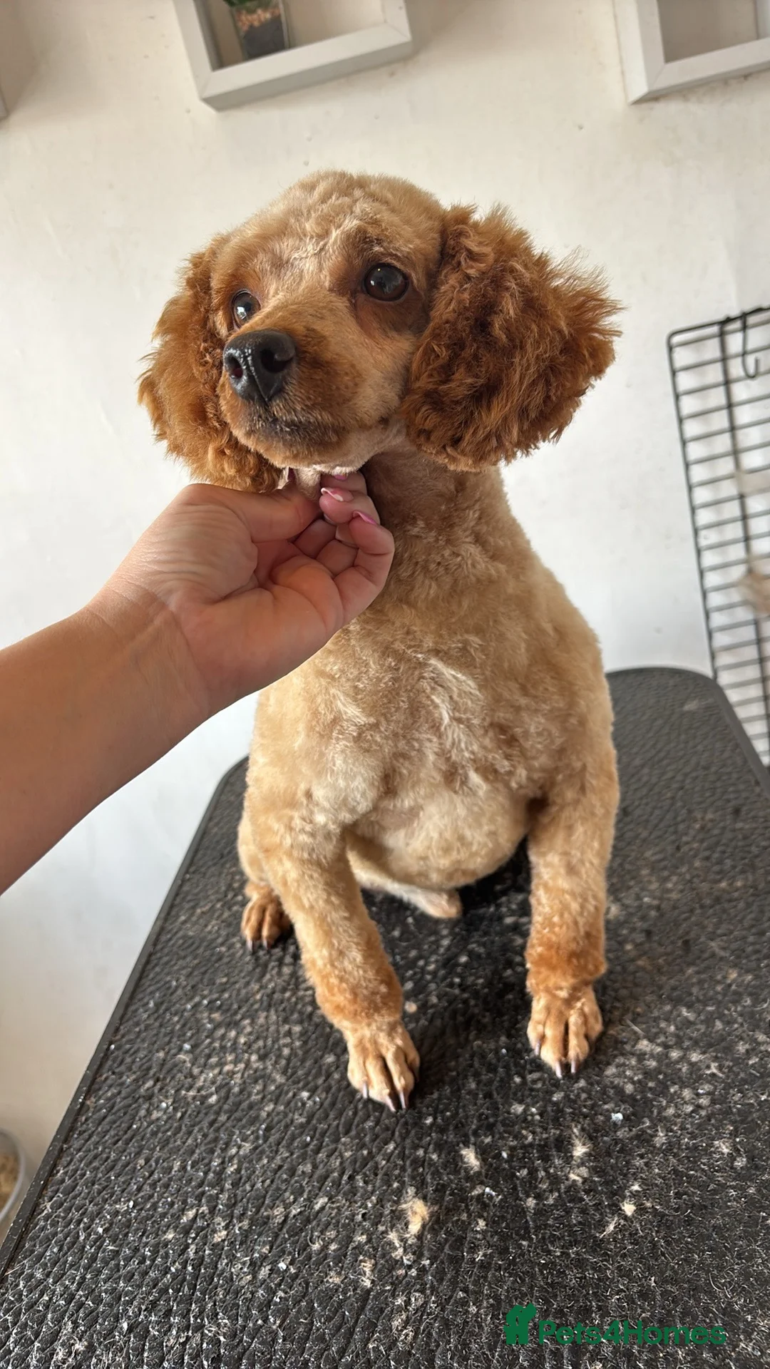 Toy Poodle dogs for sale: Kc 3 year old boy  - Advert 6
