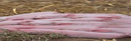 Pig livestock for sale: 20 middle white piglets in Guildford - Advert 2