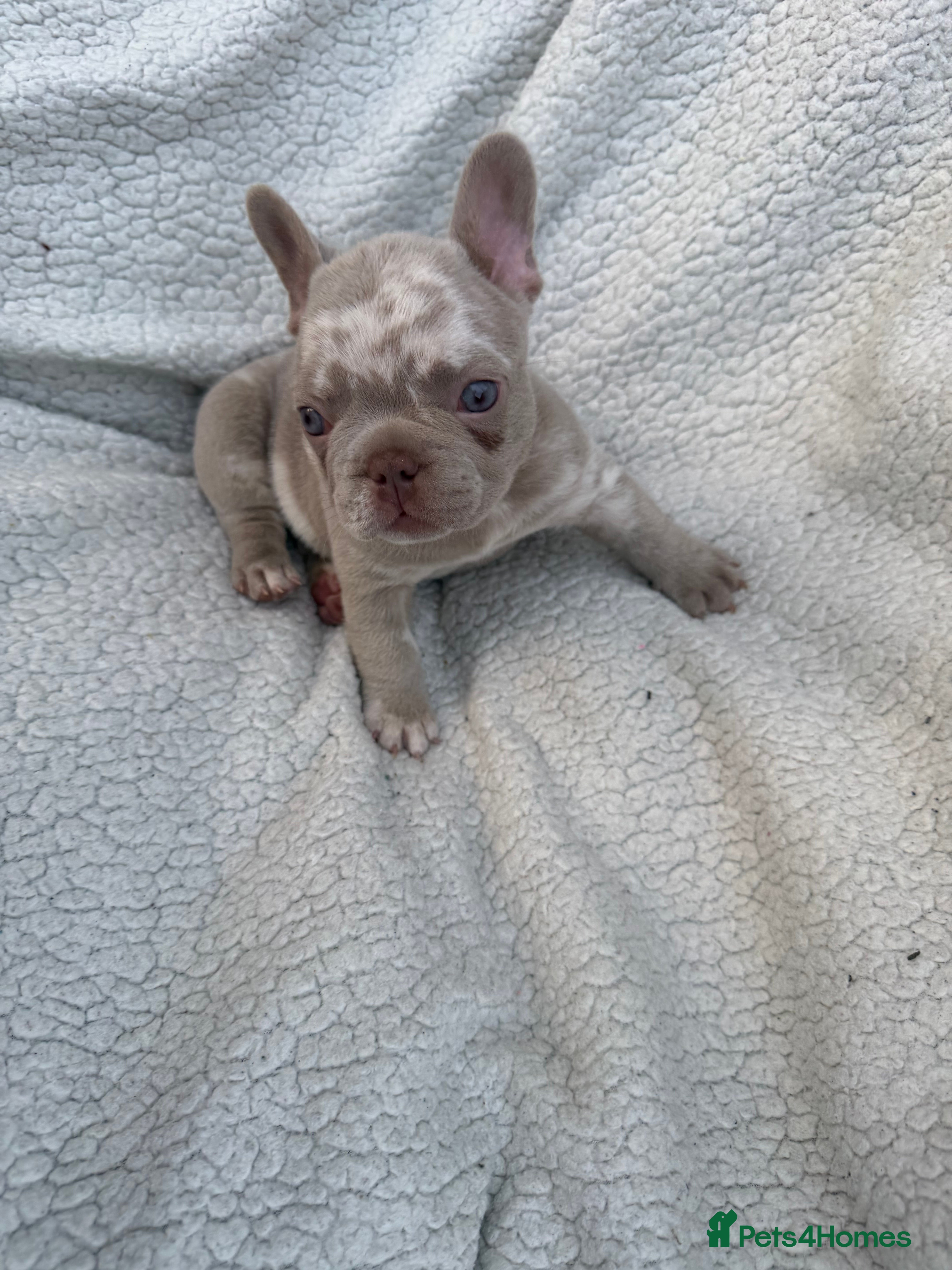 French Bulldog dogs 5 weeks old french bulldog puppies for sale - Advert 2