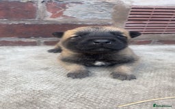 Belgian Shepherd Dog dogs for sale: Stunning Pure Belgian Malinois Pups - Image 5