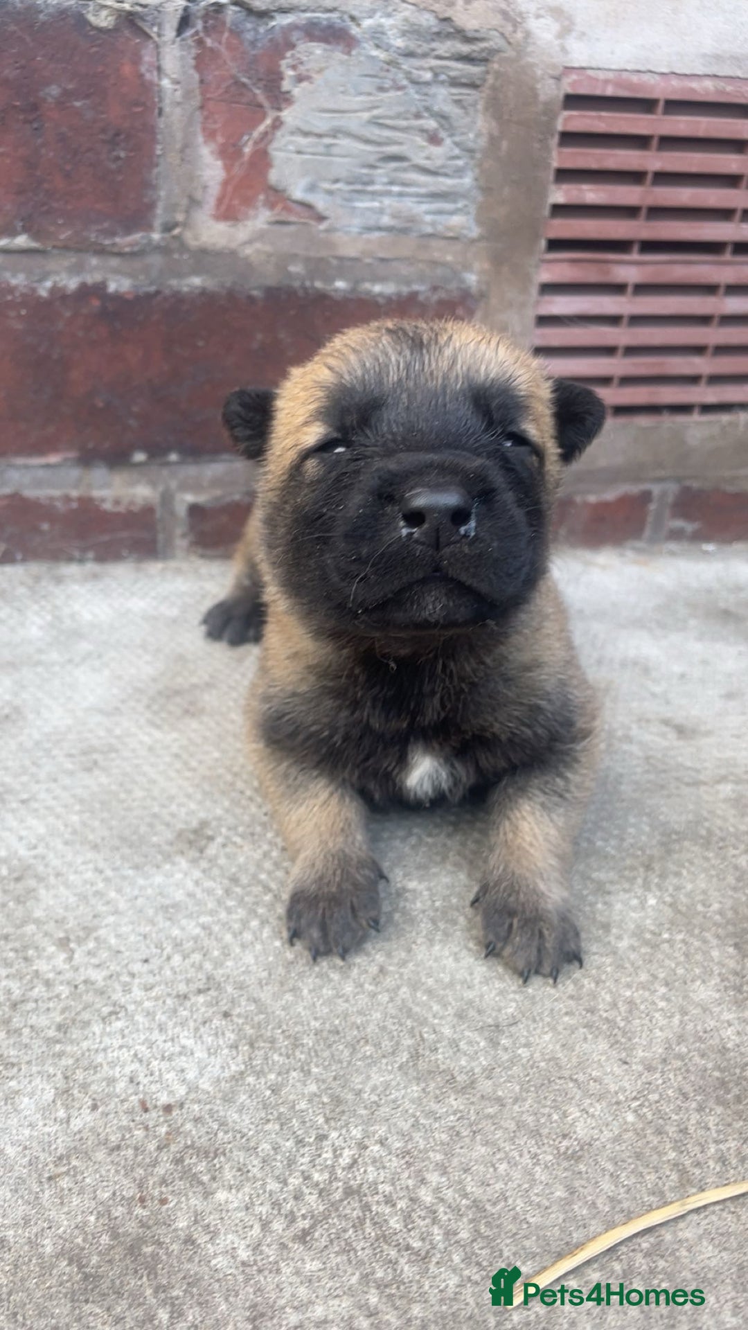 Belgian Shepherd Dog dogs for sale: Stunning Pure Belgian Malinois Pups - Image 5