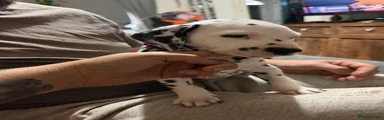 Dash