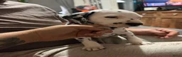 Dalmatian dogs for sale: RKG Dalmatian pups ready this weekend  - Advert 23