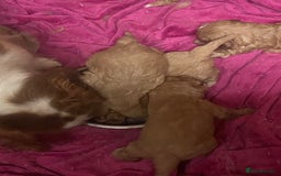 Cavapoo dogs for sale: Adorable toy Cavapoo pups apricot or fox red  - Image 27