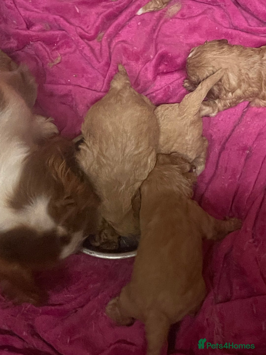 Cavapoo dogs for sale: Adorable toy Cavapoo pups apricot or fox red  - Image 27