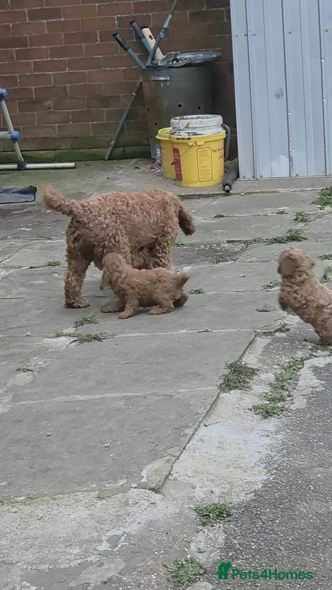 Cockapoo dogs for sale: My beautiful girl had a beautiful litter - Advert 6