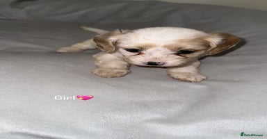 Cavapoo dogs - Advert 6