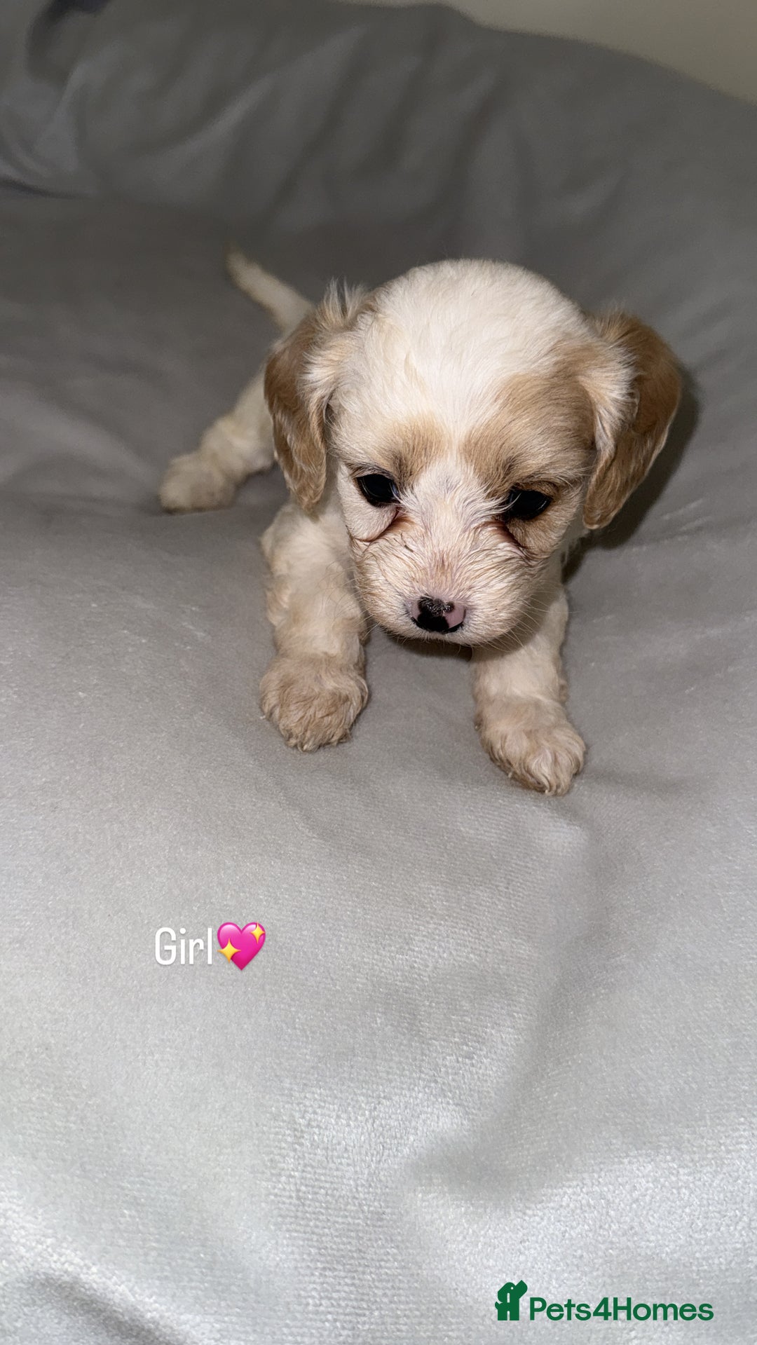 Cavapoo dogs for sale: Cavapoo - Image 3