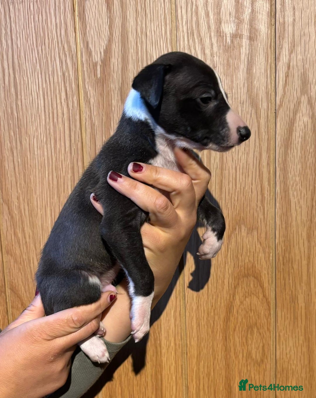 Whippet dogs for sale: 4 KC registered Whippet boys  - Image 8