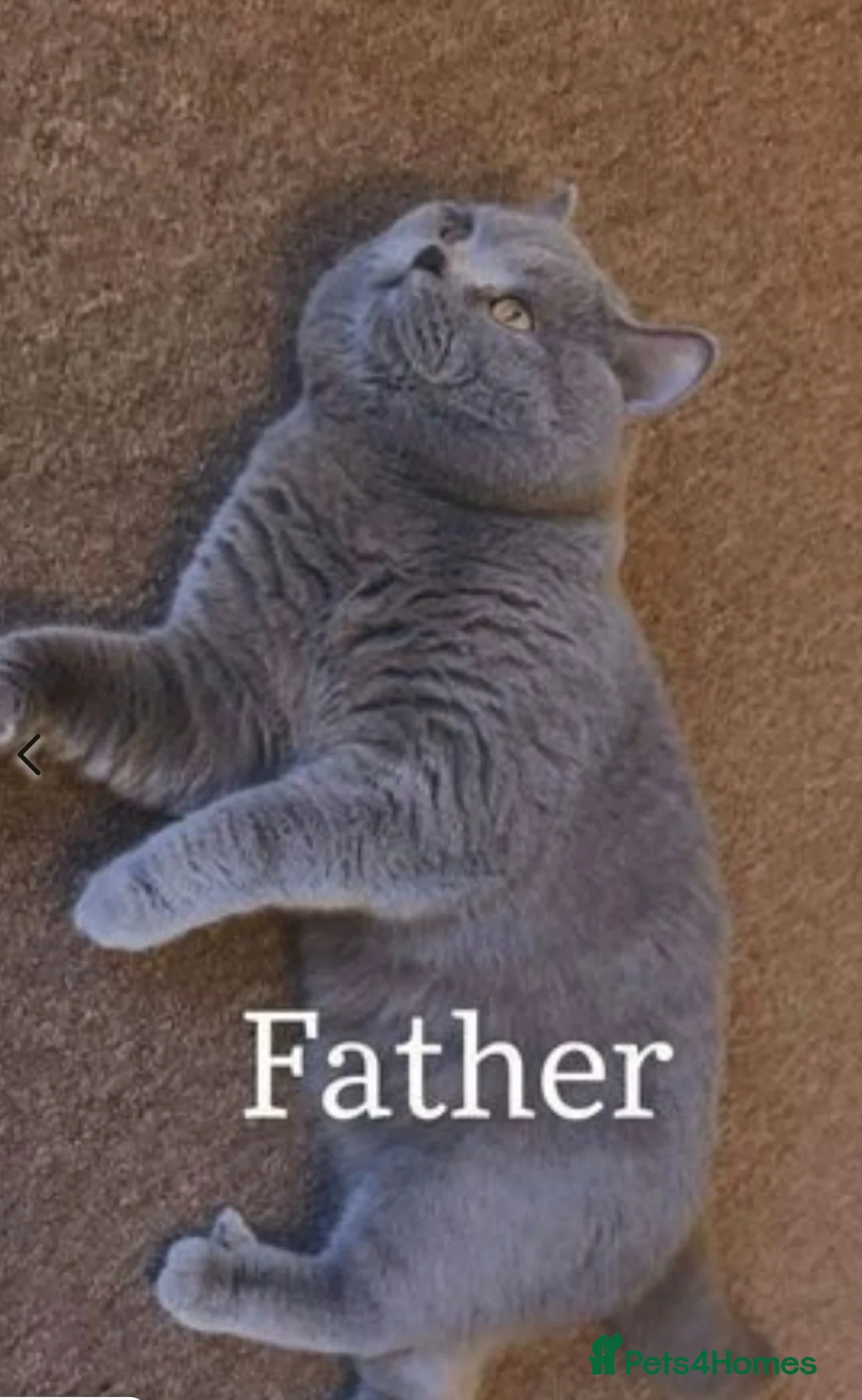British Shorthair cats for sale: British shorthair  - Advert 15