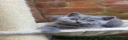 British Shorthair cats for sale: SOLD Only one Purebred Britishshorthair girls  - Advert 12