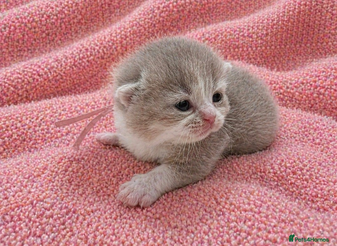 British Shorthair cats 🌟Exceptional quality British shorthair kittens🌟  - Advert 1