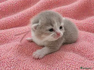 British Shorthair cats for sale: 🌟Exceptional quality British shorthair kittens🌟 - Advert 2