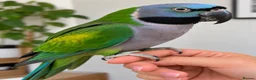 Parakeets birds for sale: Derbyan Chinese parakeet babies 3 months old - Advert 3
