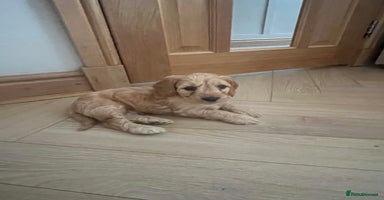 Cockapoo dogs - Advert 1