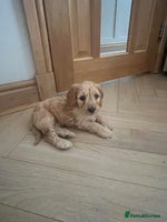 Cockapoo dogs - Advert 1