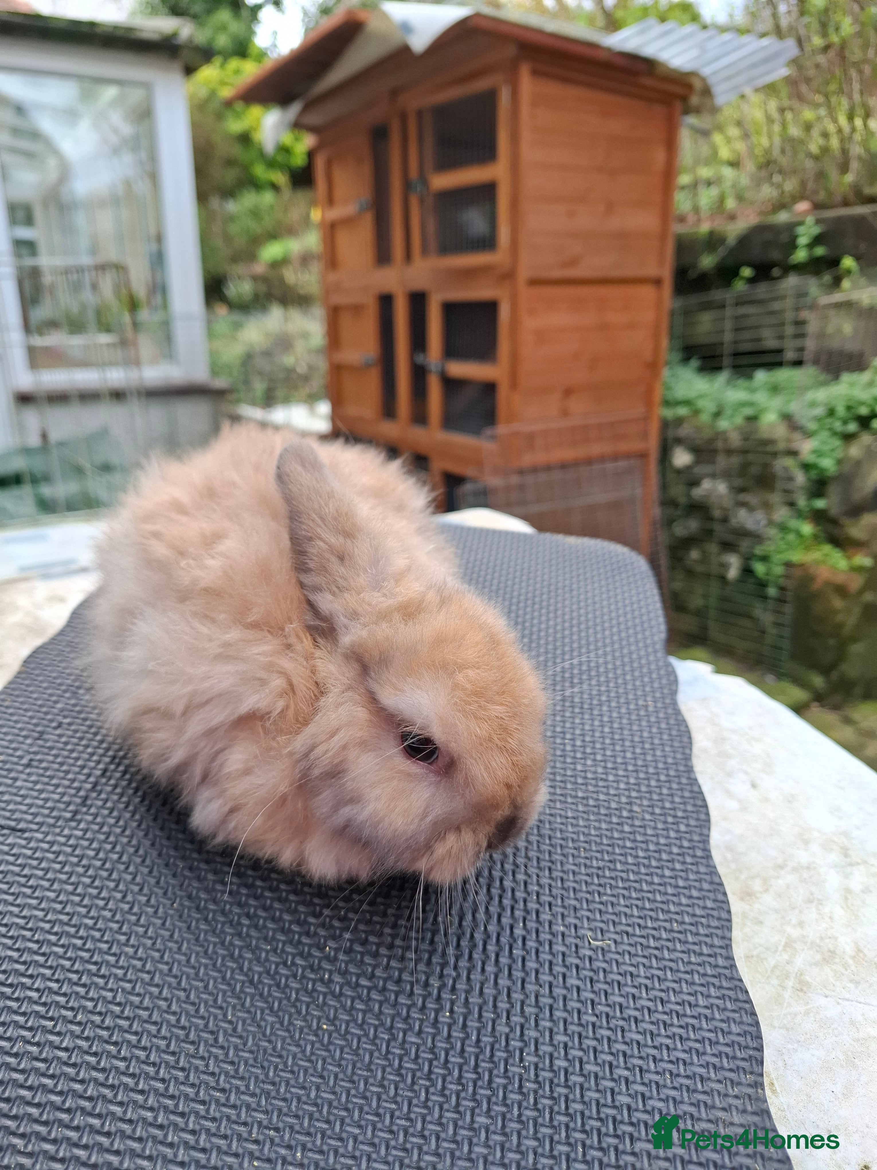 Mini Lop rabbits Mini Lops and Mini Lion Lops - Advert 6