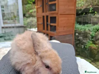 Mini Lop rabbits Mini Lops and Mini Lion Lops - Advert 6