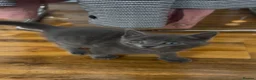 Russian Blue cats for sale: Beautiful Russian Blue Type Female Kitten - Advert 3