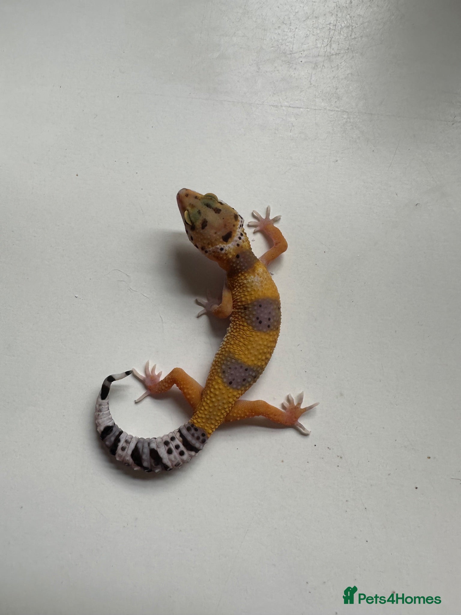Leopard Gecko reptiles Baby Leopard Geckos - Advert 1