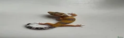 Leopard Gecko reptiles for sale: Baby Leopard Geckos - Advert 1