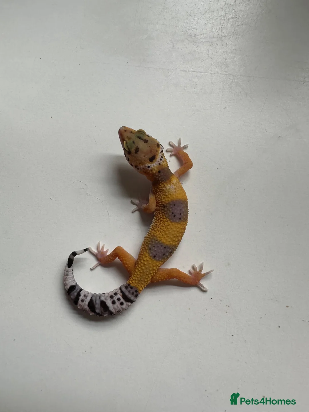 Leopard Gecko reptiles for sale: Baby Leopard Geckos - Advert 1