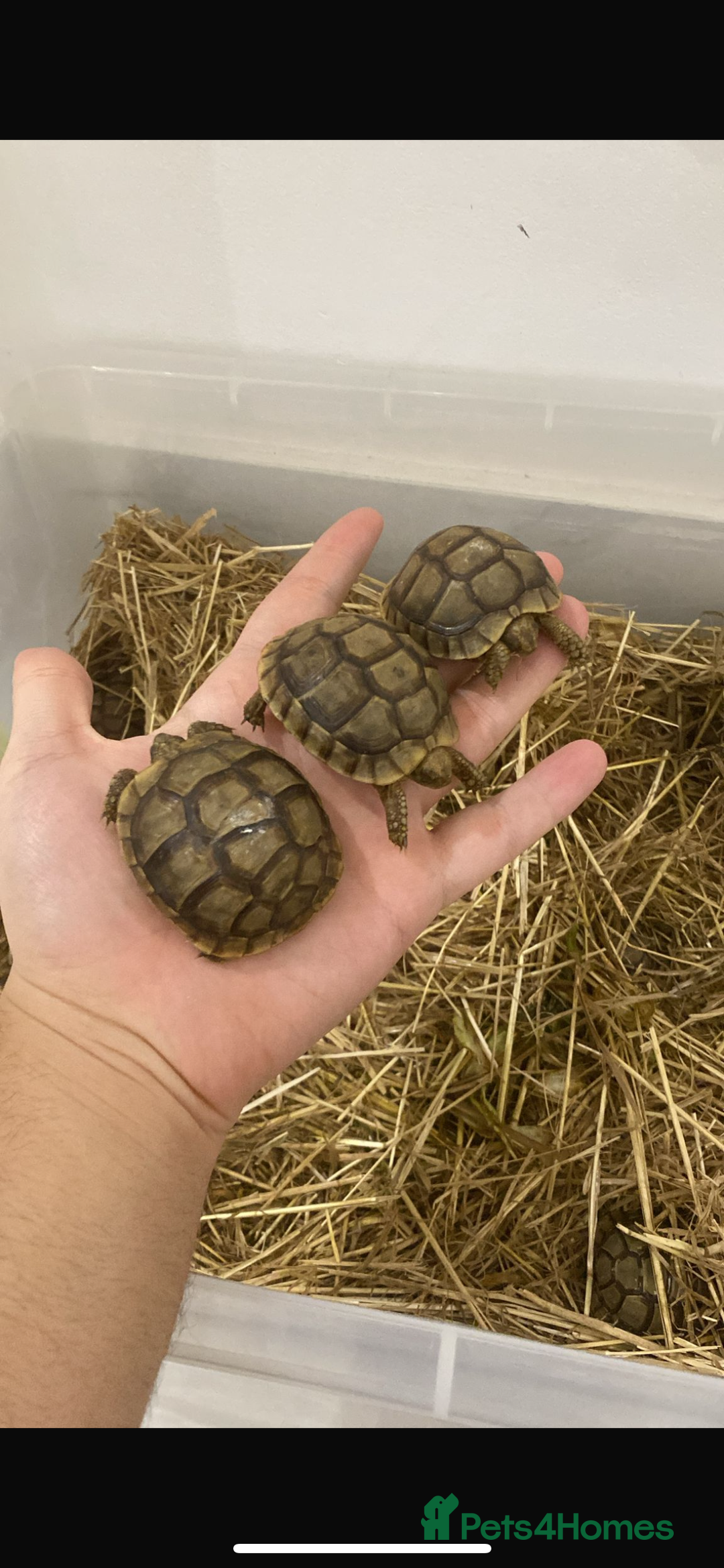 Tortoise reptiles for sale: 2 baby tortoise for sale  - Advert 1