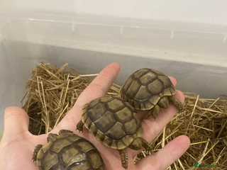 Tortoise reptiles 2 baby tortoise for sale - Advert 4