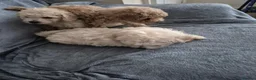 Toy Poodle dogs for sale: Toy poodle  - Advert 4