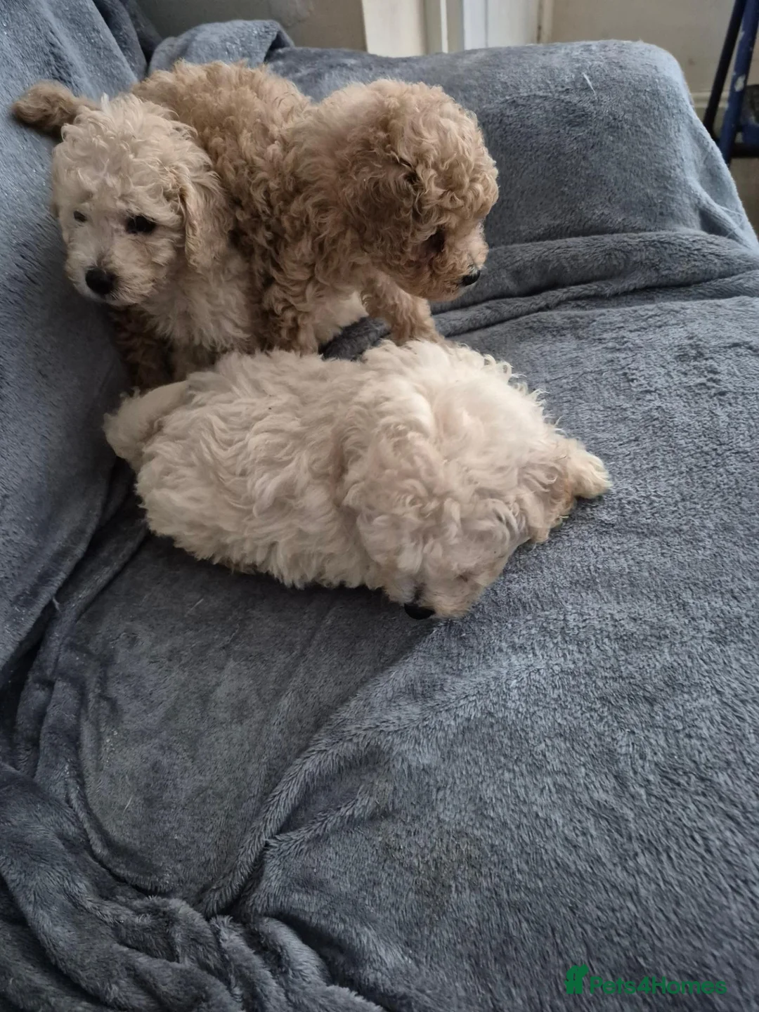 Toy Poodle dogs for sale: Toy poodle  - Advert 4