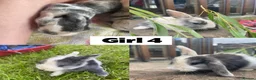 Mixed Breed rabbits for sale: 8 Mini Lop Cross Babies in Bedford - Advert 4