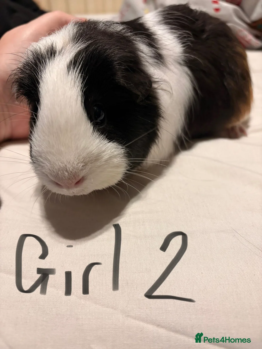 Guinea Pig rodents for sale: Guinea Pigs for sale - Advert 2