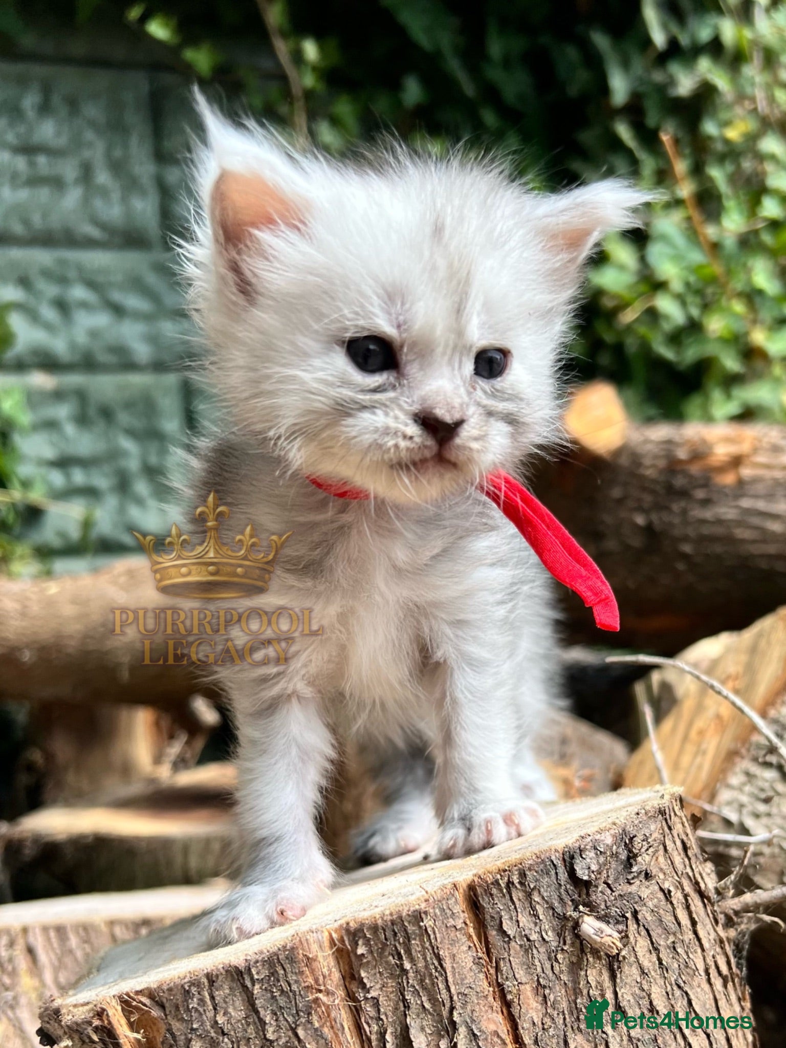 Maine Coon cats TICA registred Maine coon kittens. Rare colours  - Advert 2