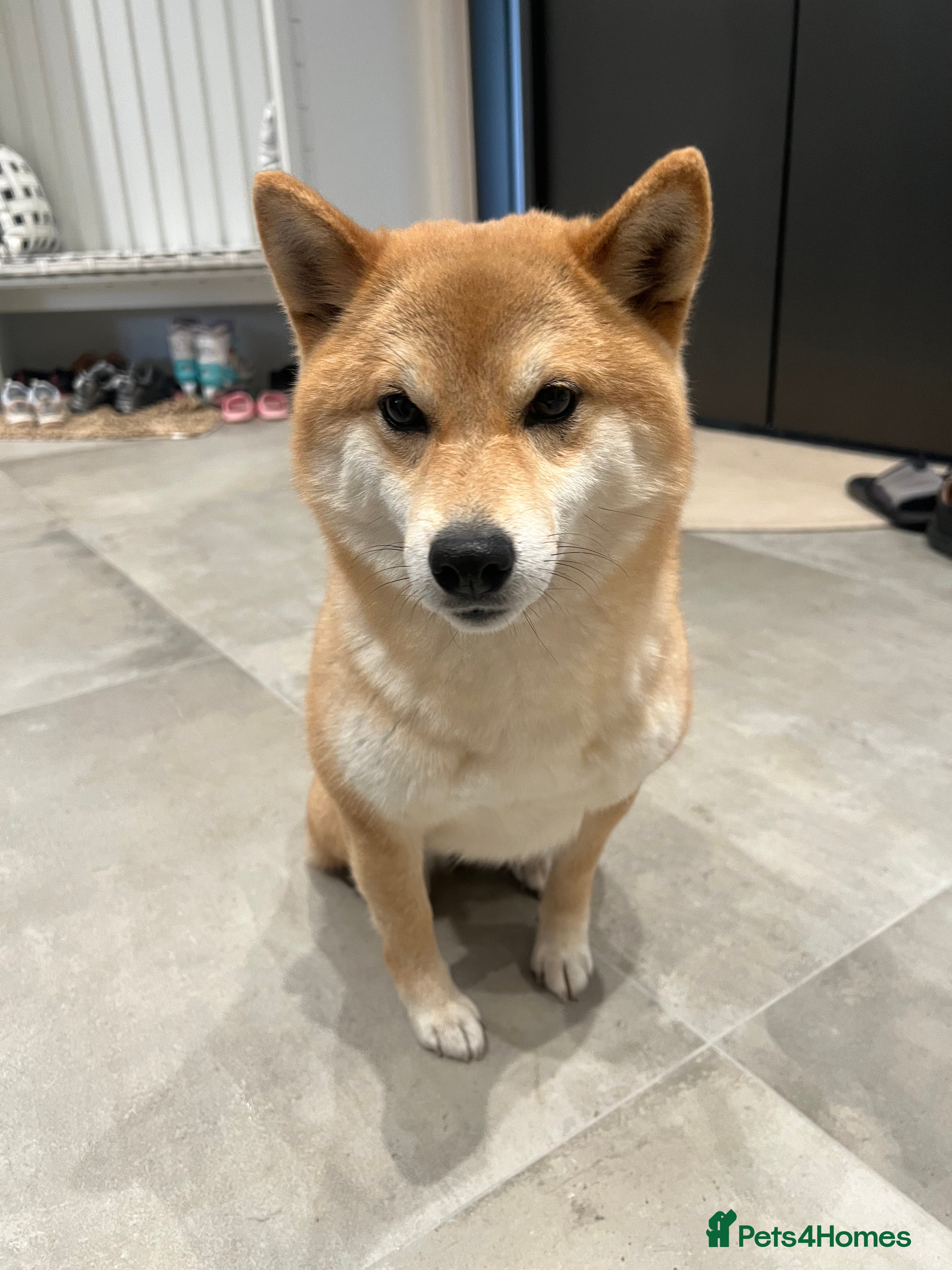 Japanese Shiba Inu dogs My 2-Year-Old Shiba Inu Evee – Loving Home Wanted in Northwood - Advert 2