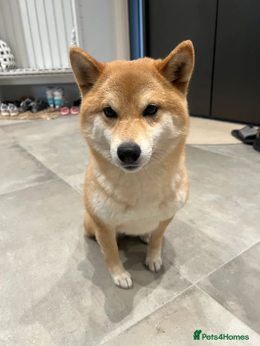 Japanese Shiba Inu dogs for sale: My 2-Year-Old Shiba Inu Evee – Loving Home Wanted in Northwood - Advert 1