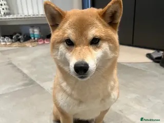 Japanese Shiba Inu dogs My 2-Year-Old Shiba Inu Evee – Loving Home Wanted in Northwood - Advert 2