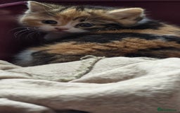 British Shorthair cats for sale: 💖Calico British shorthair 💝 - Image 2