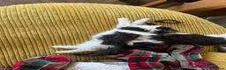 Mixed Breed cats for sale: Bibble & Babble in Whitstable - Advert 2