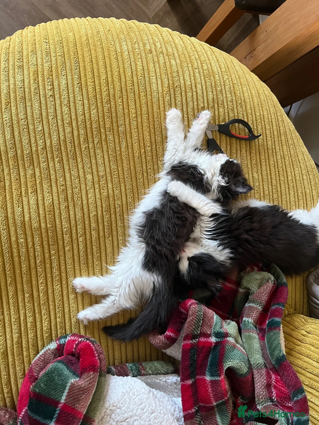 Mixed Breed cats for sale: Bibble & Babble in Whitstable - Advert 2