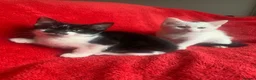 Mixed Breed cats for sale: Male & female kittens ready now  - Advert 4